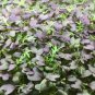 Super Seeds Mustard Red Frills Microgreens Herb Vegetable 1000 Pcs