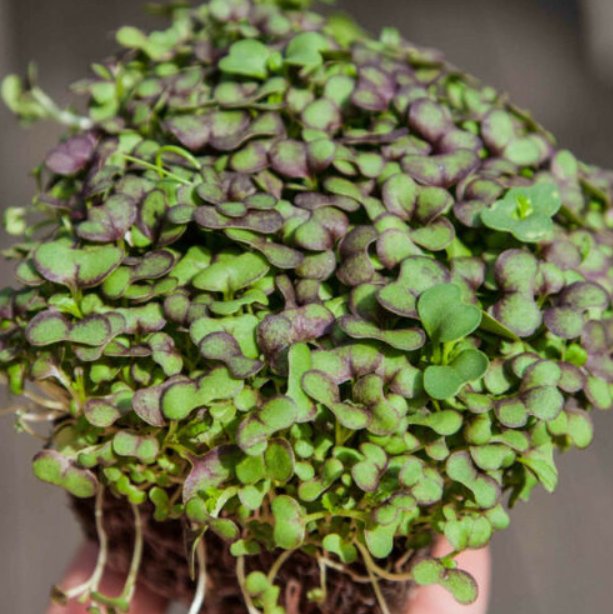 Super Seeds Mustard Red Giant Microgreens Vegetable 2000 Pcs
