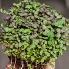 Super Seeds Mustard Red Giant Microgreens Vegetable 2000 Pcs