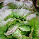 Super Seeds Lettuce Red Cimmaron Romaine Vegetable 400 Pcs