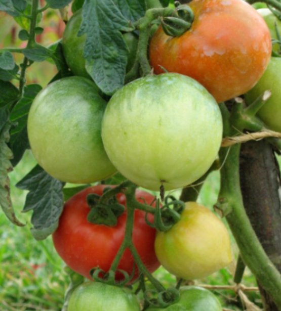 Super Seeds Tomato ace 55 vf Vegetable Garden 30+ Pcs