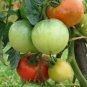 Super Seeds Tomato ace 55 vf Vegetable Garden 30+ Pcs