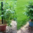 Super Seeds Tomato Gartenperle Vegetable Garden 20 Pcs