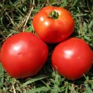 Super Seeds Tomato Marglobe Vegetable Garden 50 Pcs