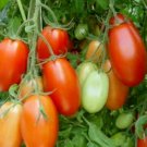 Super Seeds Tomato Rio Grande Vegetable Garden 10+ Pcs