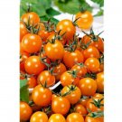 Super Seeds Tomato Figiel Vegetable Garden 20+ Pcs