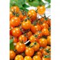 Super Seeds Tomato Figiel Vegetable Garden 20+ Pcs