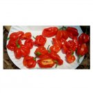 Super Seeds Hot Chilli Pepper Habanero Tobago Seasoning Vegetable 10+ Pcs