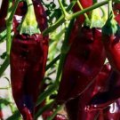 Super Seeds Hot Chilli Pepper Onza Vegetable 6 Pcs