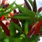Super Seeds Hot Chilli Pepper Takanotsume Vegetable 6 Pcs