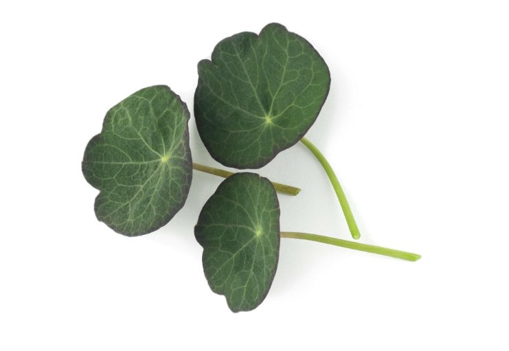 Super Seeds Micro Nasturtium Blue Pepe Microgreens Vegetable 40 Pcs