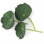 Super Seeds Micro Nasturtium Blue Pepe Microgreens Vegetable 40 Pcs