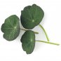 Super Seeds Micro Nasturtium Blue Pepe Microgreens Vegetable 40 Pcs