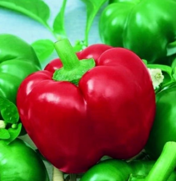 Super Seeds Hot Pepper Mexibell Vegetable Garden 5 Pcs