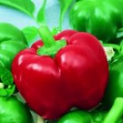 Super Seeds Hot Pepper Mexibell Vegetable Garden 5 Pcs