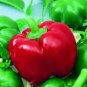 Super Seeds Hot Pepper Mexibell Vegetable Garden 5 Pcs