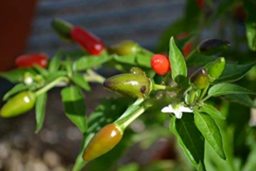 Super Seeds Hot Chilli Pepper Numex Bailey Organic Vegetable 10+ Pcs