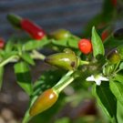 Super Seeds Hot Chilli Pepper Numex Bailey Organic Vegetable 10+ Pcs
