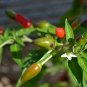 Super Seeds Hot Chilli Pepper Numex Bailey Organic Vegetable 10+ Pcs