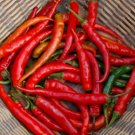 Super Seeds Hot Chilli Pepper Ring Of Fire Orga Vegetable 10+ Pcs