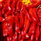 Super Seeds Hot Chilli Pepper Rokita Vegetable 8 Pcs