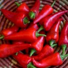Super Seeds Hot Chilli Pepper Cyklon Vegetable 10 Pcs