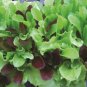 Super Seeds Lettuce Mixed Baby Leaf Vegetable 1000 Pcs