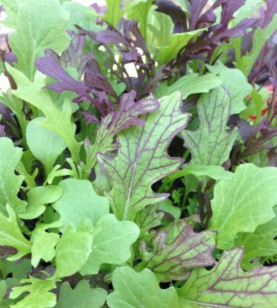 Super Seeds Mustard Mixed Baby Leaf Vegetable 1000 Pcs