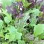 Super Seeds Mustard Mixed Baby Leaf Vegetable 1000 Pcs