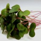 Super Seeds Microgreen Red Cabbage Vegetable Garden 2000 Pcs