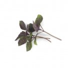 Super Seeds Perilla Shiso Red Microgreens Vegetable 500 Pcs