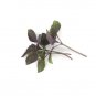 Super Seeds Perilla Shiso Red Microgreens Vegetable 500 Pcs