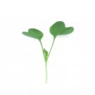 Super Seeds Micro radish daikon organic Herb Vegetable 1000 Pcs