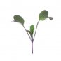 Super Seeds Micro radish rioja organic Herb Vegetable 1000 Pcs