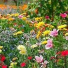 Super Seeds Meadow mix bee meadow carpet annuals Herb Vegetable 1000 Pcs
