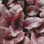 Super Seeds Bulls blood olympia red Herb Vegetable 1000 Pcs