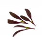 Super Seeds Beet bulls blood olympia red Herb Vegetable 1000 Pcs