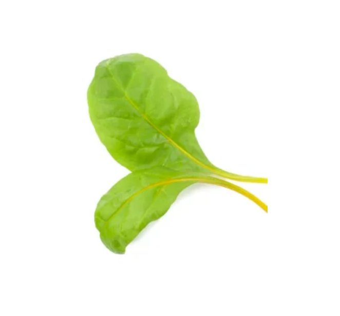Super Seeds Micro swiss chard giallo bright yellow Herb Vegetable 1000 Pcs