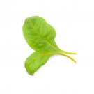 Super Seeds Micro swiss chard giallo bright yellow Herb Vegetable 1000 Pcs