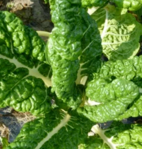 Super Seeds Swiss chard fordhook giant Herb Vegetable 1000 Pcs
