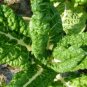 Super Seeds Swiss chard fordhook giant Herb Vegetable 1000 Pcs