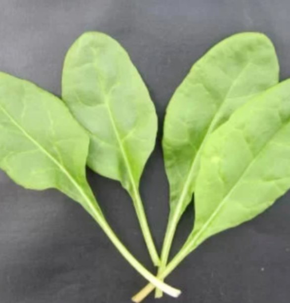 Super Seeds Swiss chard large ribbed dark green Herb Vegetable 1000 Pcs
