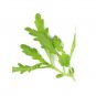 Super Seeds Micro chopsuey shungiku garland Herb Vegetable 1000 Pcs