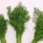 Super Seeds Dill delight Herb Vegetable 1000 Pcs