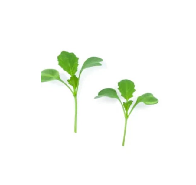 Super Seeds Micro cima di rapa broccoli raab Herb Vegetable 1000 Pcs