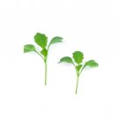 Super Seeds Micro cima di rapa broccoli raab Herb Vegetable 1000 Pcs