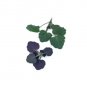 Super Seeds Micro korean mint Herb Vegetable 1000 Pcs