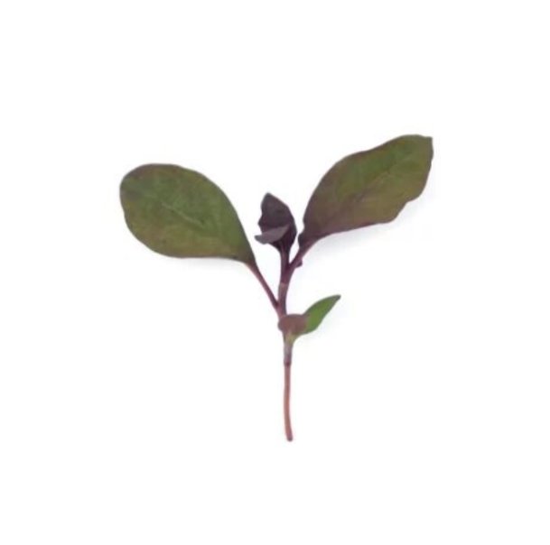 Super Seeds Micro water pepper Herb Vegetable 1000 Pcs