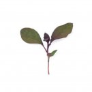Super Seeds Micro water pepper Herb Vegetable 1000 Pcs