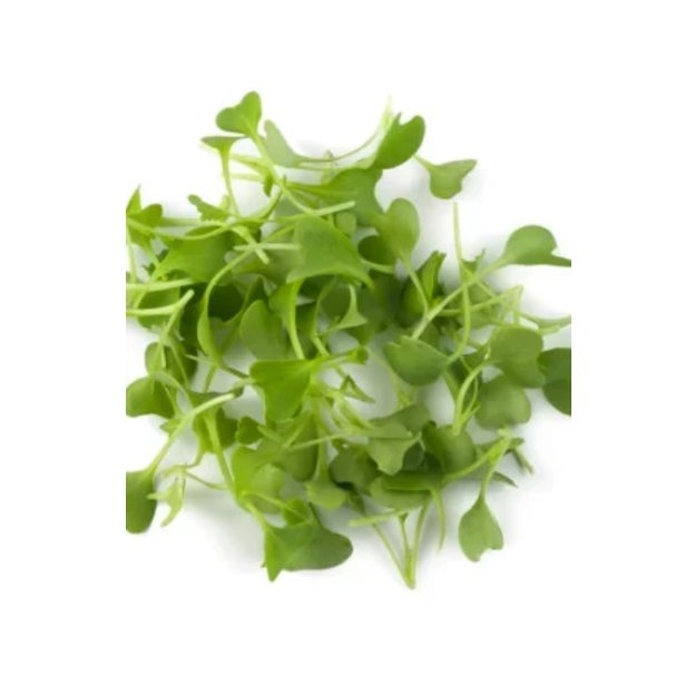 Super Seeds Micro kale dwarf blue Herb Vegetable 1000 Pcs